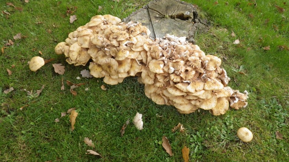 2016-11-03 33 Ipswich Woodbridge.jpg