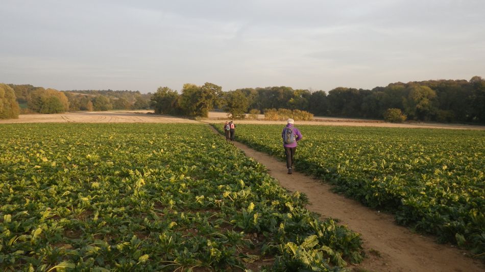 2016-11-03 35 Ipswich Woodbridge.jpg