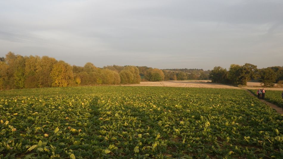 2016-11-03 36 Ipswich Woodbridge.jpg