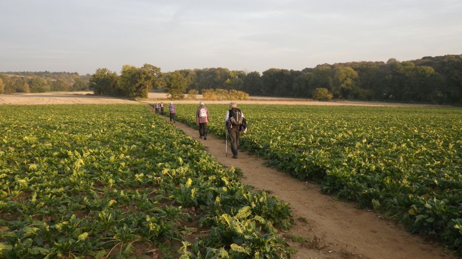 2016-11-03 37 Ipswich Woodbridge.jpg