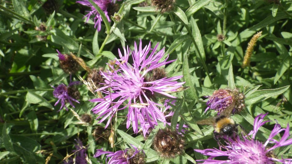 2017-07-05 10 Wortwell Area.jpg