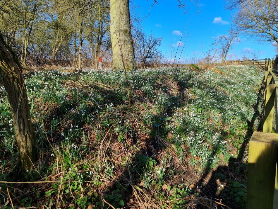 2022-02-17 05 Wensum at Wortwell.jpg