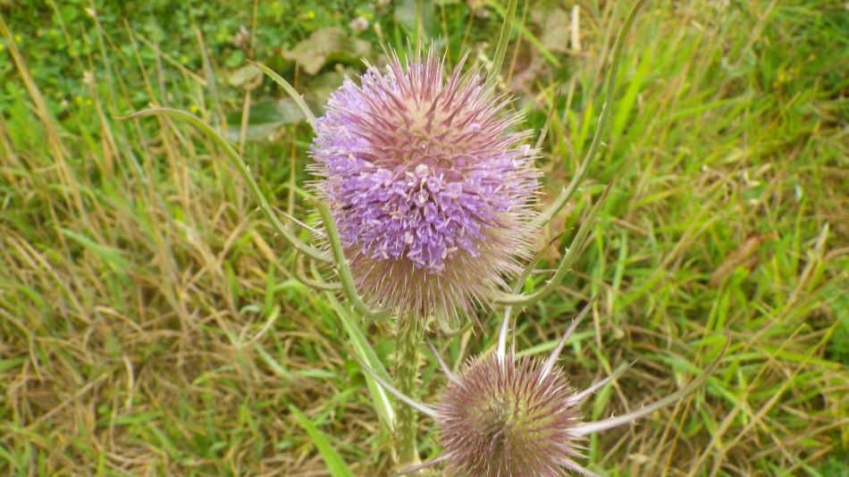 2017-07-16 12 Wells to Burnham Deepdale.jpg