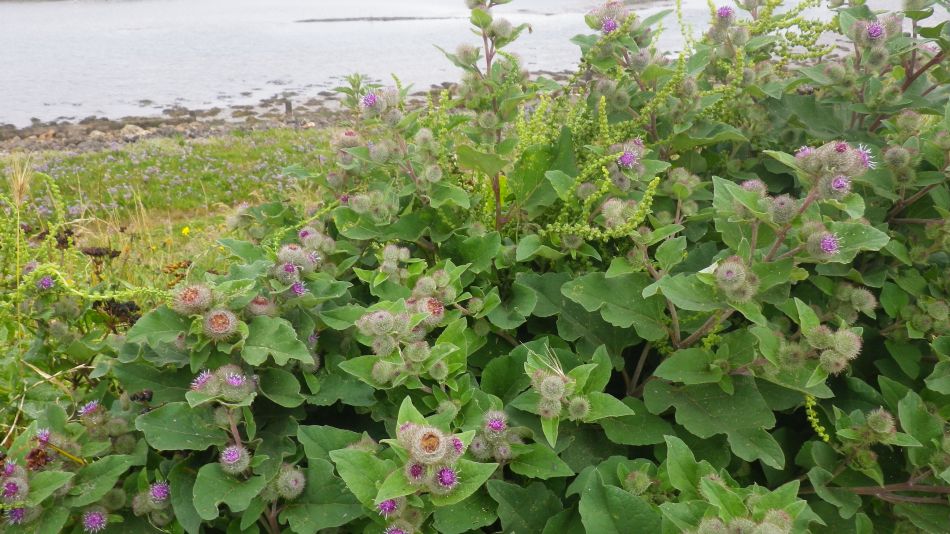 2017-07-16 14 Wells to Burnham Deepdale.jpg