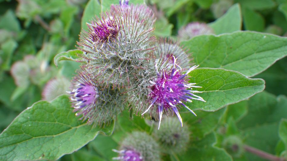 2017-07-16 15 Wells to Burnham Deepdale.jpg