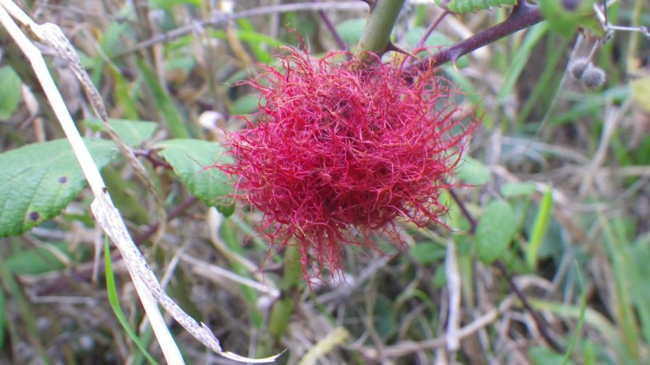 2017-09-20 07 Diplolepis rosae Robin's pincushion.jpg