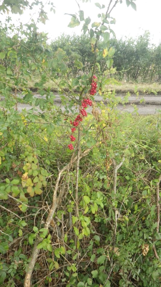 2017-09-20 09 Dioscorea communis Black bryony.jpg