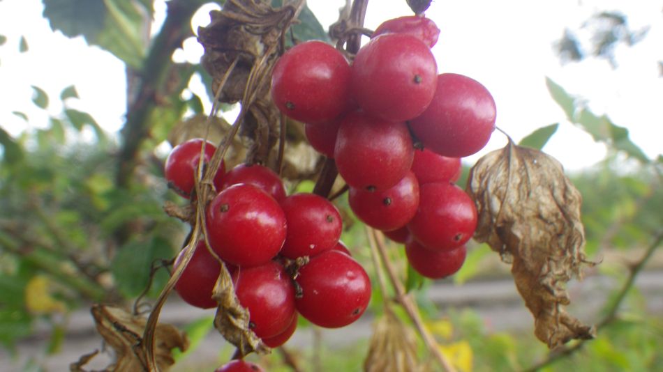 2017-09-20 10 Dioscorea communis Black bryony.jpg