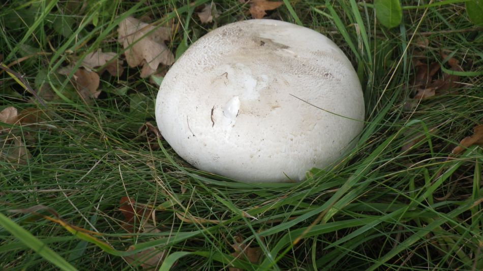 2017-09-20 11 Acaricus campestris tasty.jpg