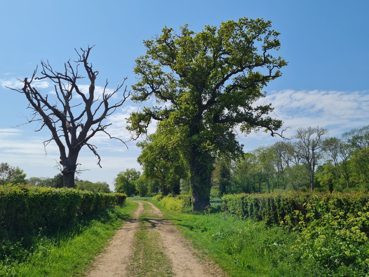 2025-05-02 11 Wickham Market to Saxmundham.jpg
