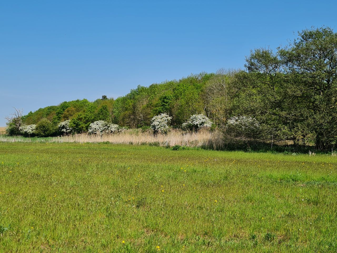 2025-05-02 28 Wickham Market to Saxmundham.jpg