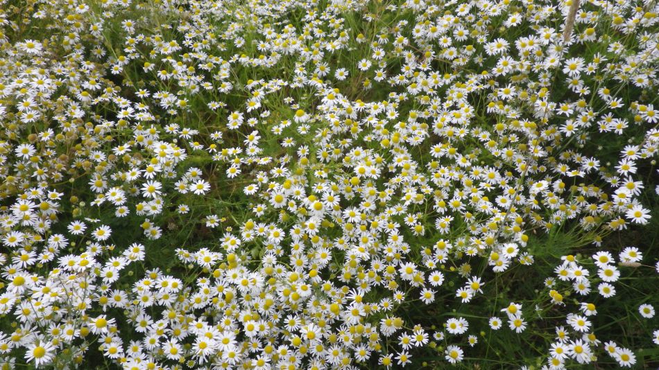 2018-07-18 03 Ringsfield and Redisham Park 5.5.jpg