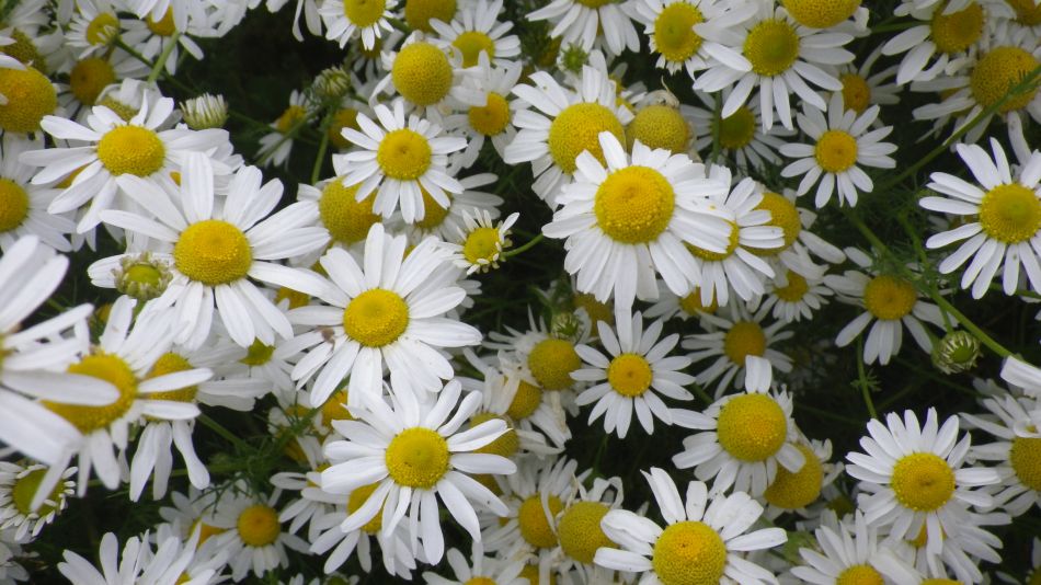 2018-07-18 04 Ringsfield and Redisham Park 5.5.jpg