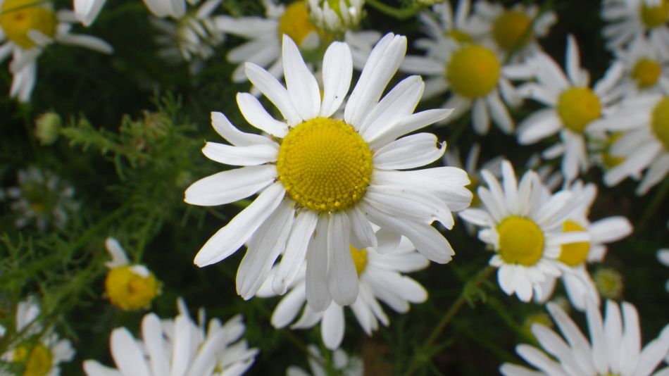 2018-07-18 06 Ringsfield and Redisham Park 5.5.jpg