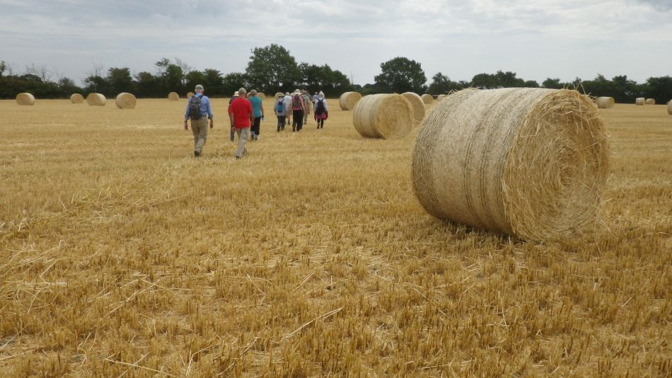 2018-07-18 07 Ringsfield and Redisham Park 5.5.jpg