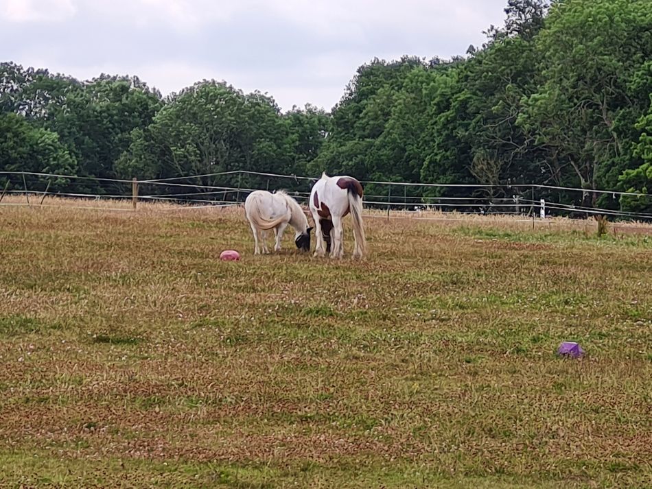 2022-07-13 05 Ringsfield and Redisham.jpg