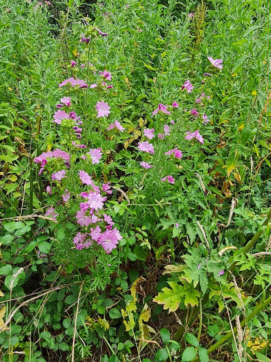 2022-07-13 14 Ringsfield and Redisham.jpg