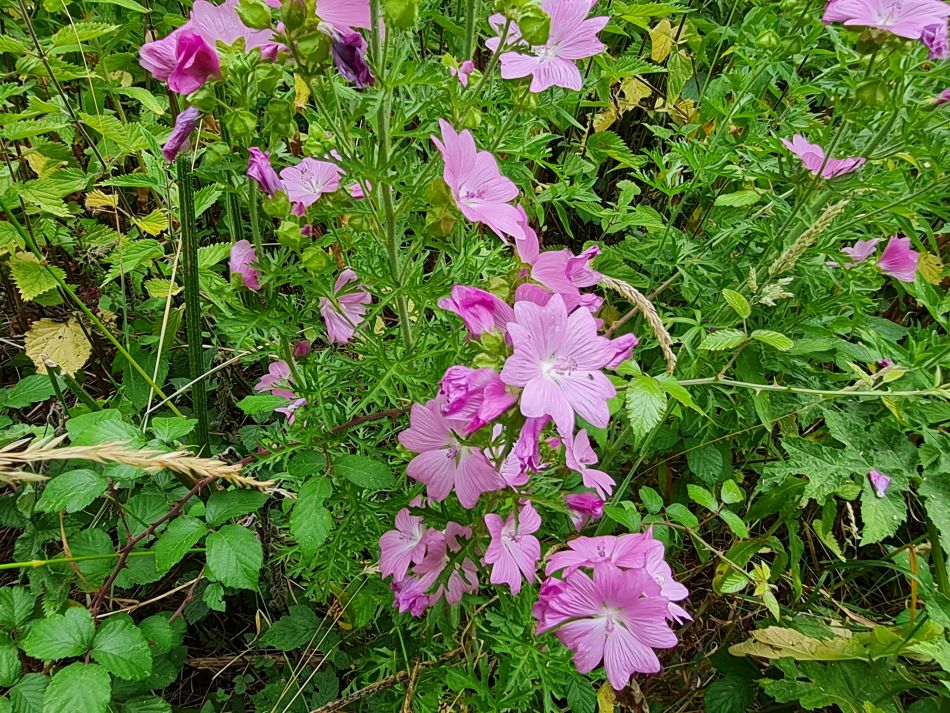 2022-07-13 15 Ringsfield and Redisham.jpg