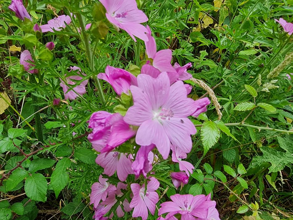 2022-07-13 16 Ringsfield and Redisham.jpg