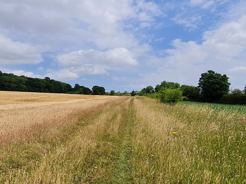 2022-07-13 19 Ringsfield and Redisham.jpg