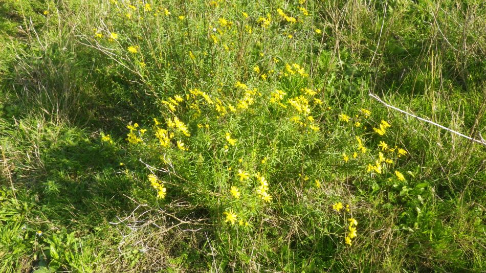 2020-09-11 10 Trimley Marshes and Felixstowe Port.jpg