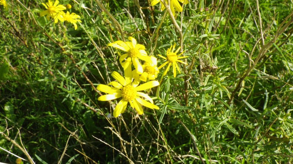 2020-09-11 11 Trimley Marshes and Felixstowe Port.jpg