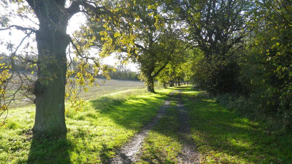 2020-09-11 13 Trimley Marshes and Felixstowe Port.jpg