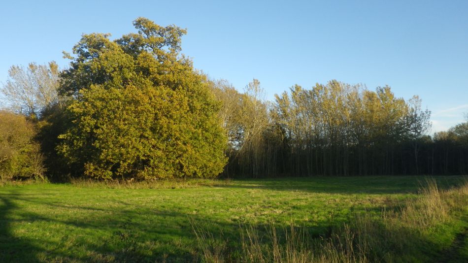2020-09-11 26 Trimley Marshes and Felixstowe Port.jpg