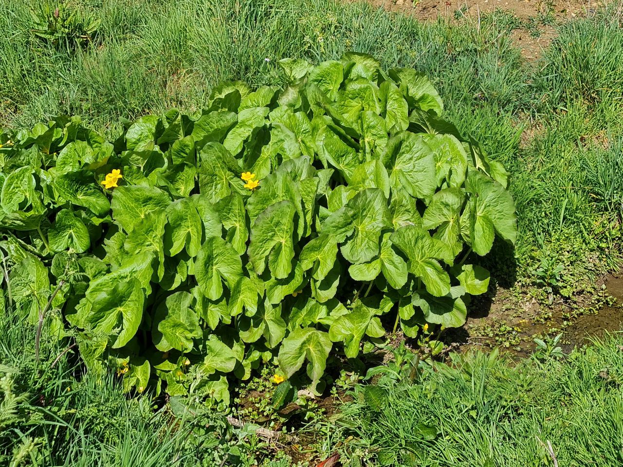 2025-04-22 04 Stowmarket.jpg