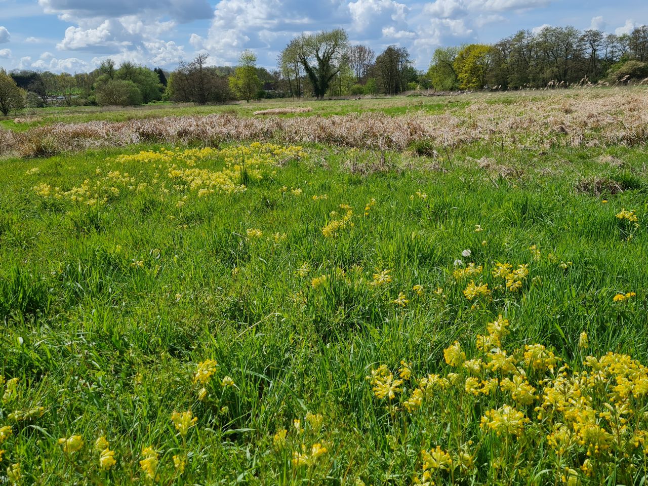 2025-04-22 08 Stowmarket.jpg