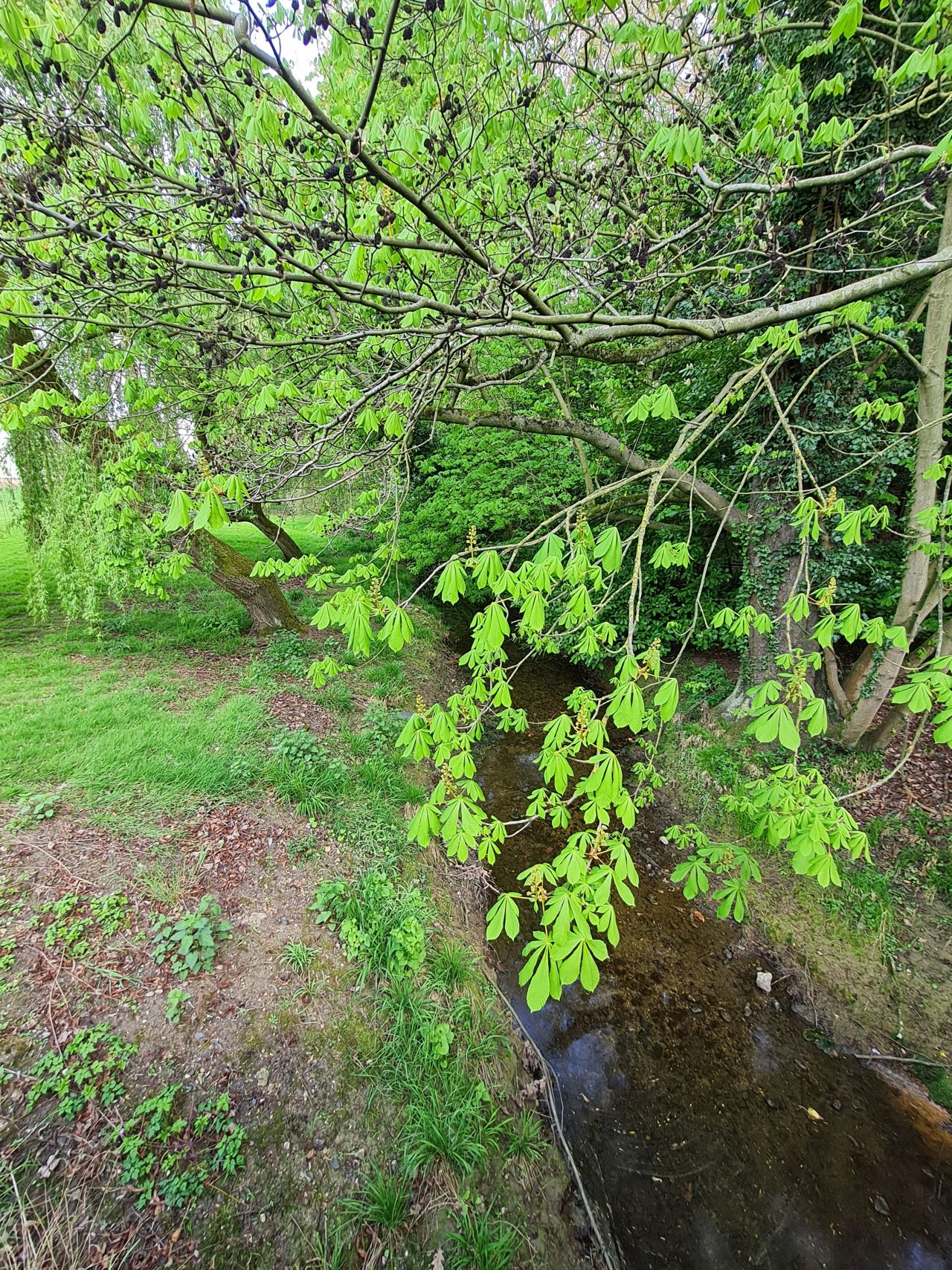 2025-04-22 40 Stowmarket.jpg