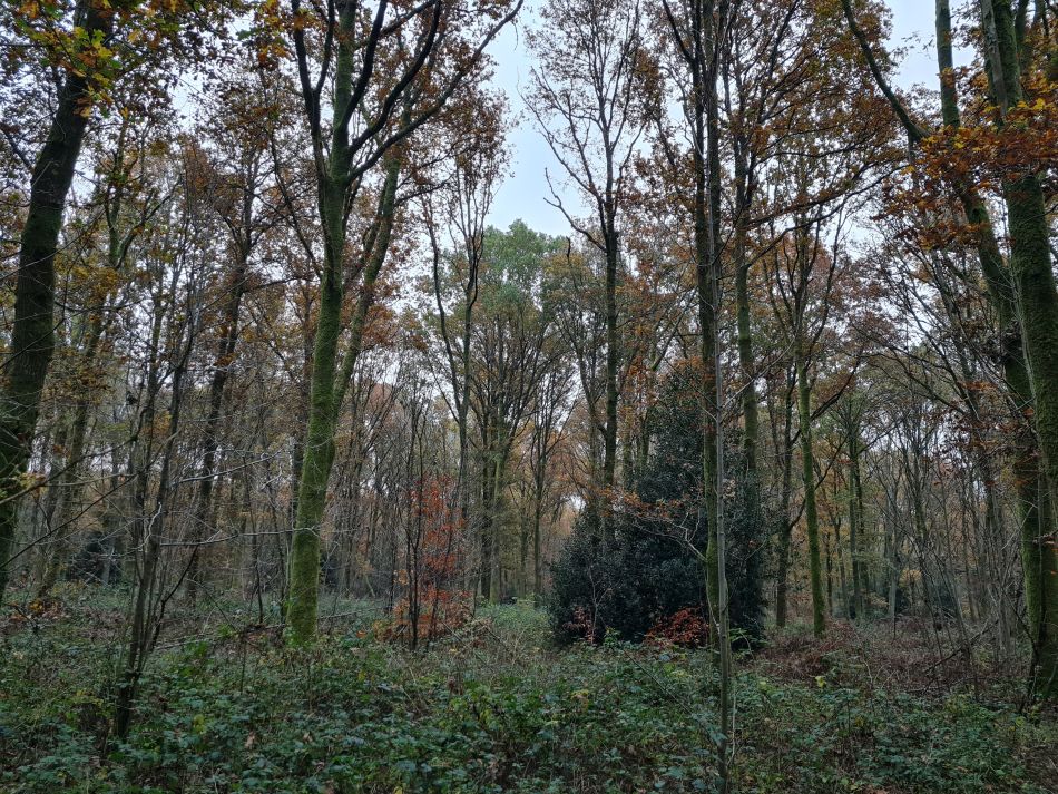 2021-11-19 01 Savernake Ancient Woodland.jpg