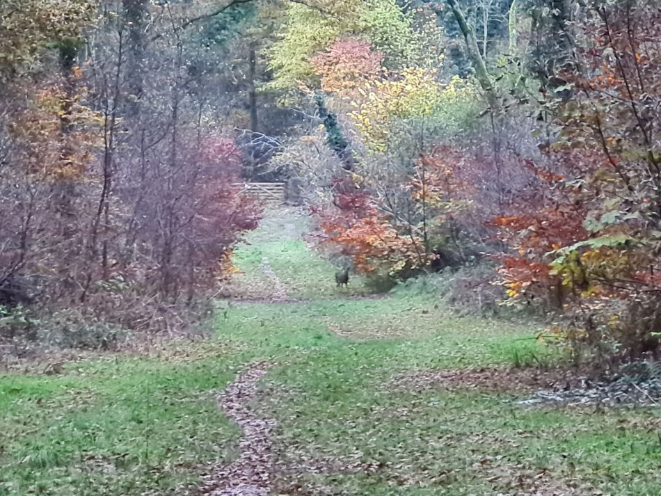 2021-11-19 02 Savernake Ancient Woodland.jpg