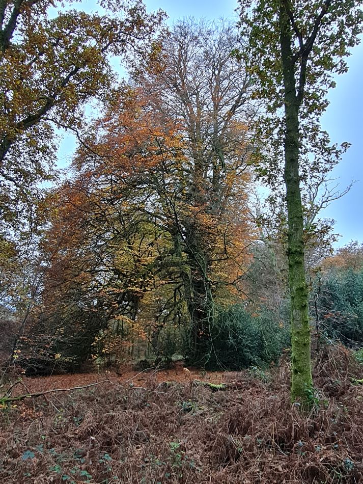 2021-11-19 04 Savernake Ancient Woodland.jpg