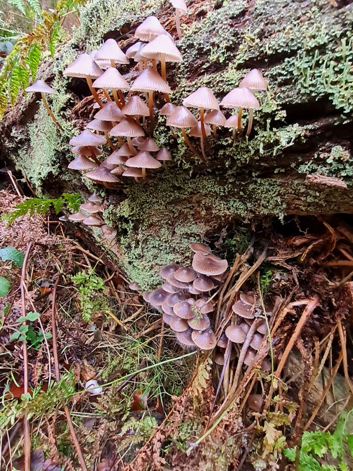 2021-11-19 08 Savernake Ancient Woodland.jpg