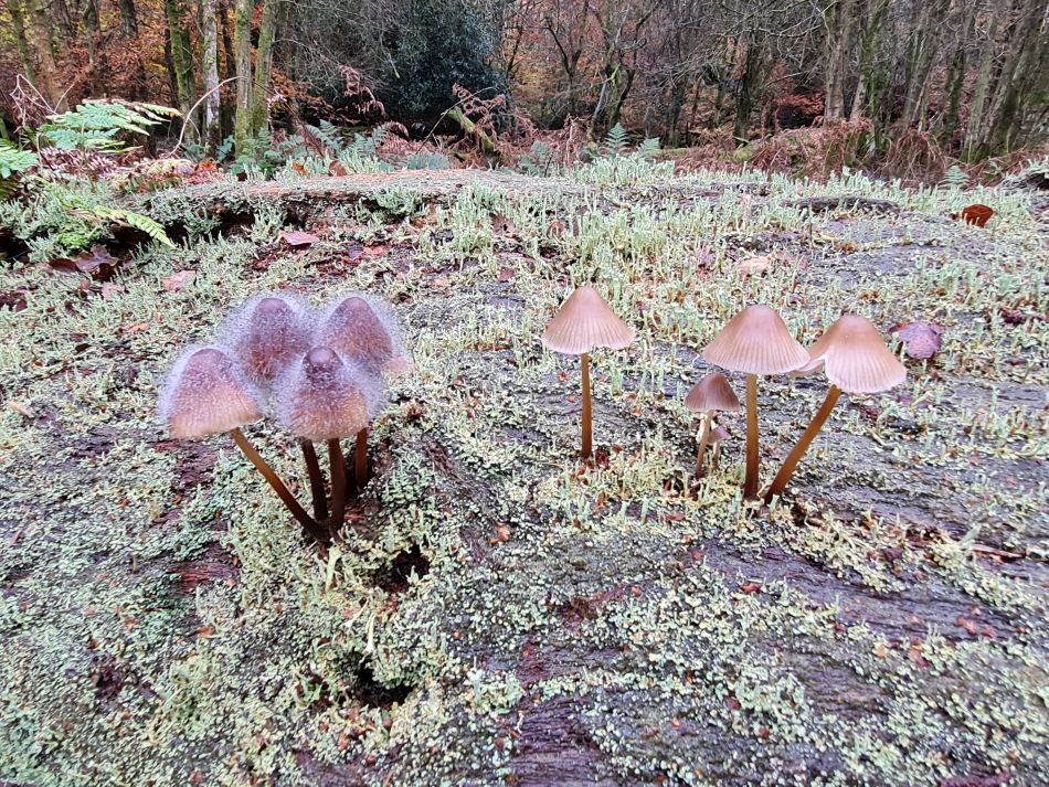 2021-11-19 09 Savernake Ancient Woodland.jpg