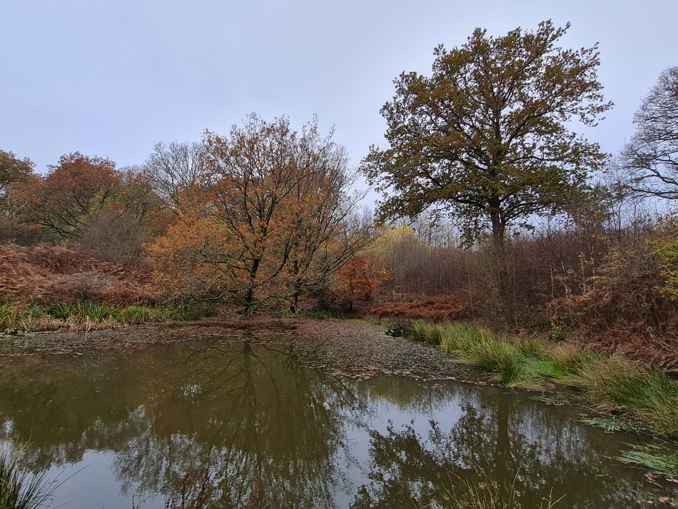 2021-11-19 10 Savernake Ancient Woodland.jpg