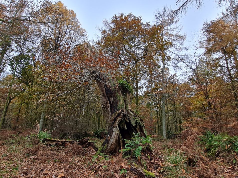2021-11-19 11 Savernake Ancient Woodland.jpg