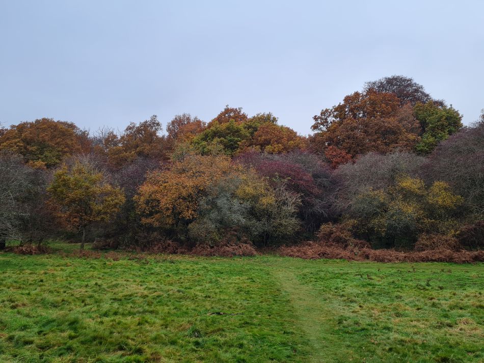 2021-11-19 13 Savernake Ancient Woodland.jpg
