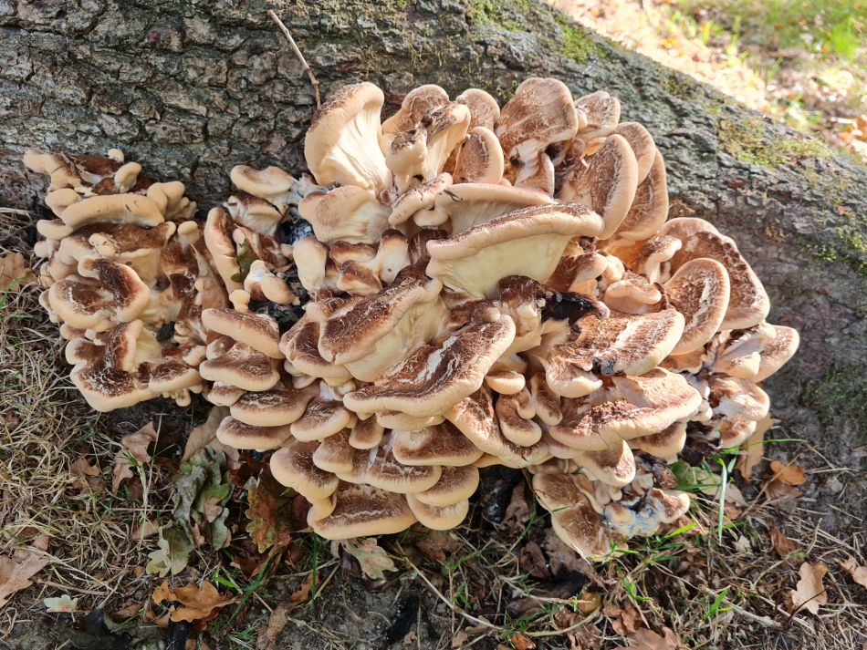 2022-09-23 03 Savernake Forest.jpg