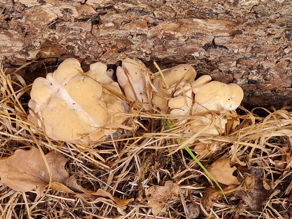 2022-09-23 04 Savernake Forest.jpg