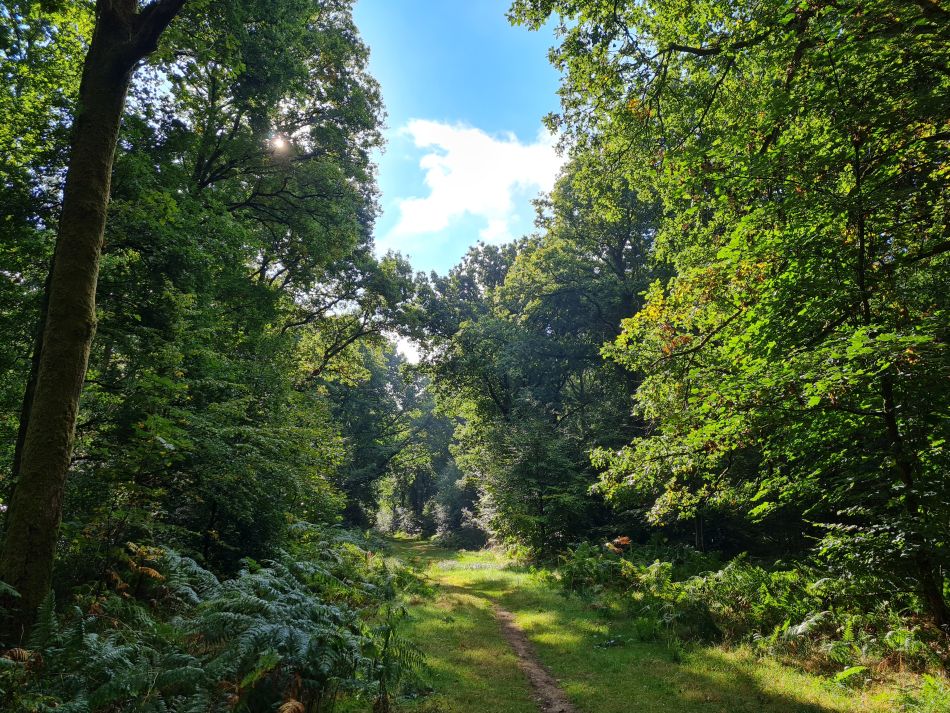 2022-09-23 07 Savernake Forest.jpg