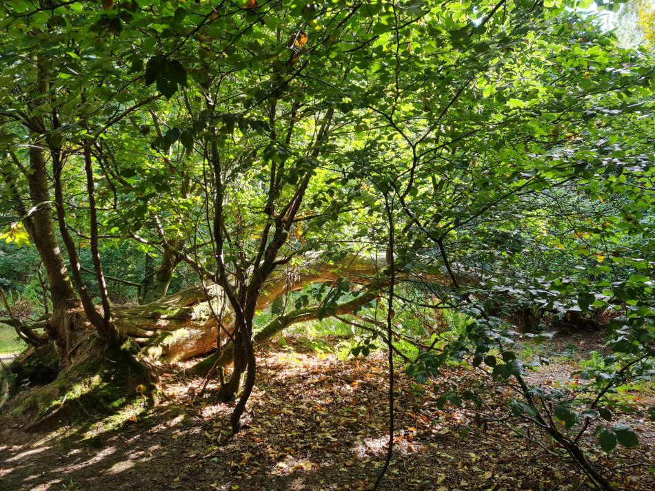 2022-09-23 08 Savernake Forest.jpg