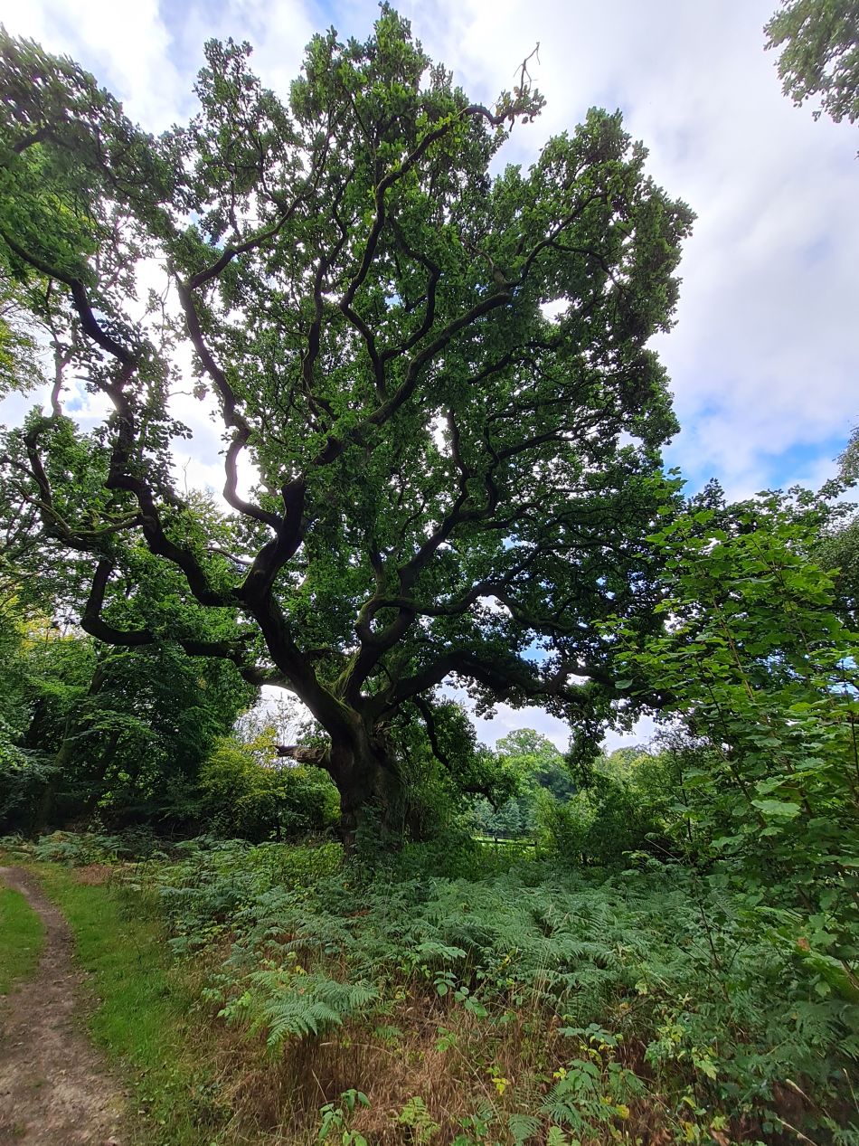 2022-09-23 09 Savernake Forest.jpg