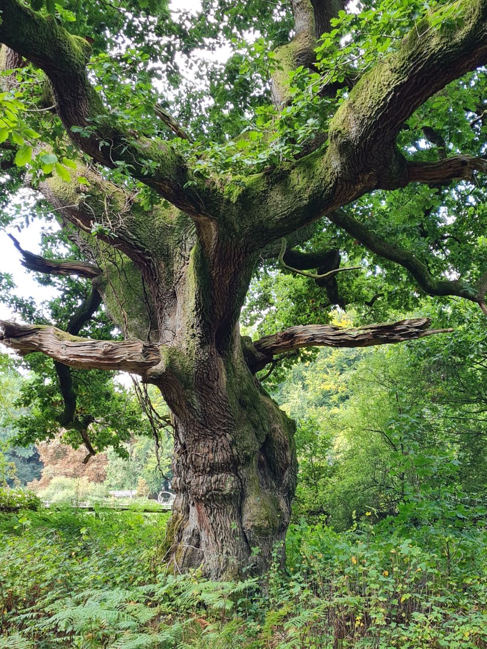 2022-09-23 10 Savernake Forest.jpg