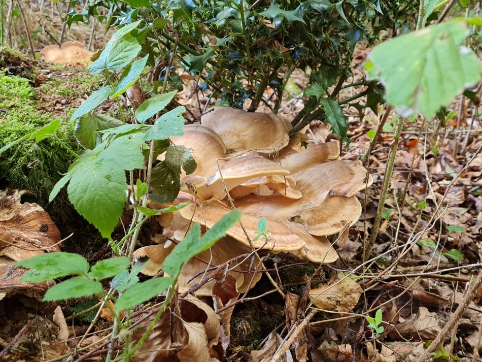 2022-09-23 12 Savernake Forest.jpg