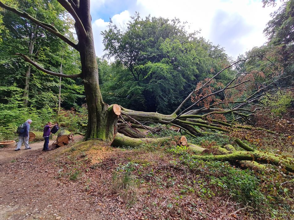 2022-09-23 13 Savernake Forest.jpg