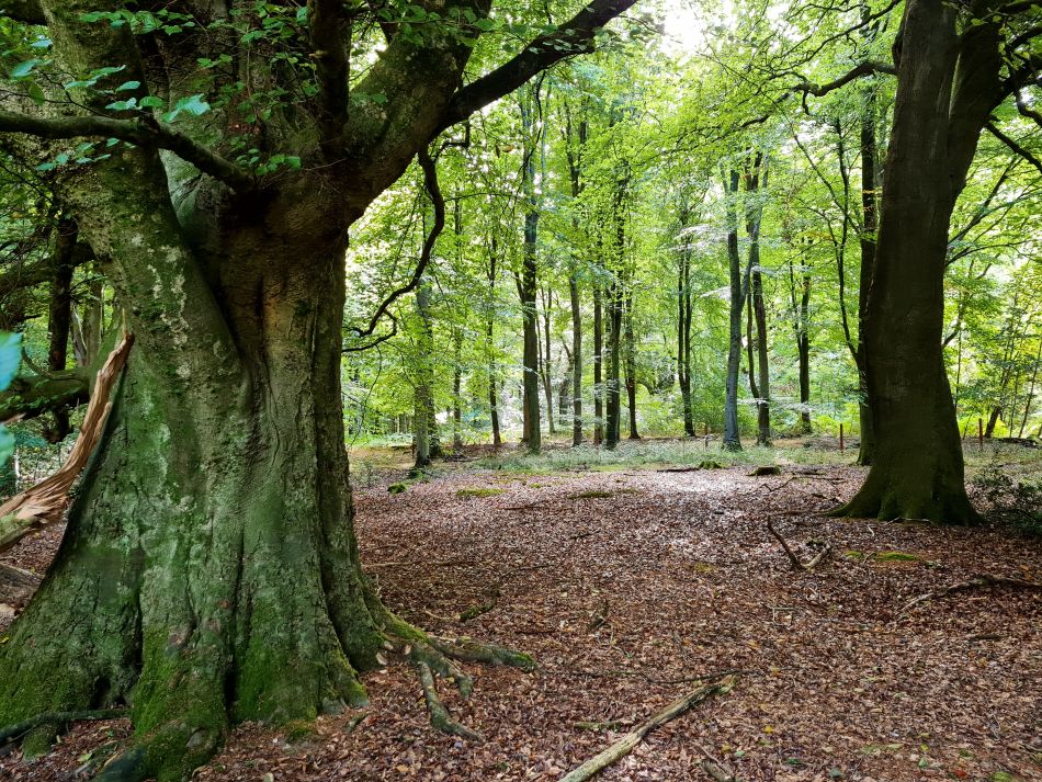2022-09-23 16 Savernake Forest.jpg