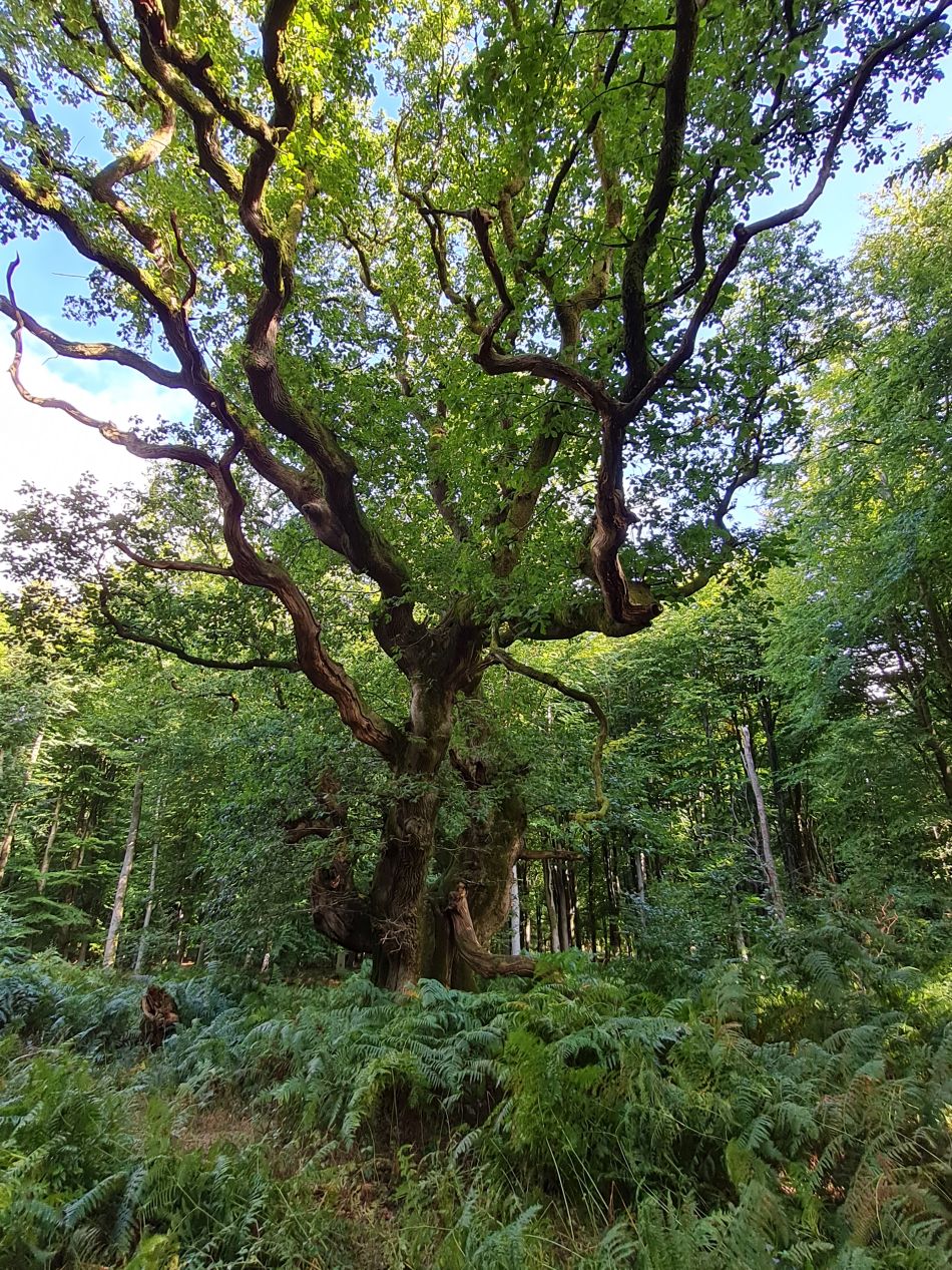 2022-09-23 18 Savernake Forest.jpg