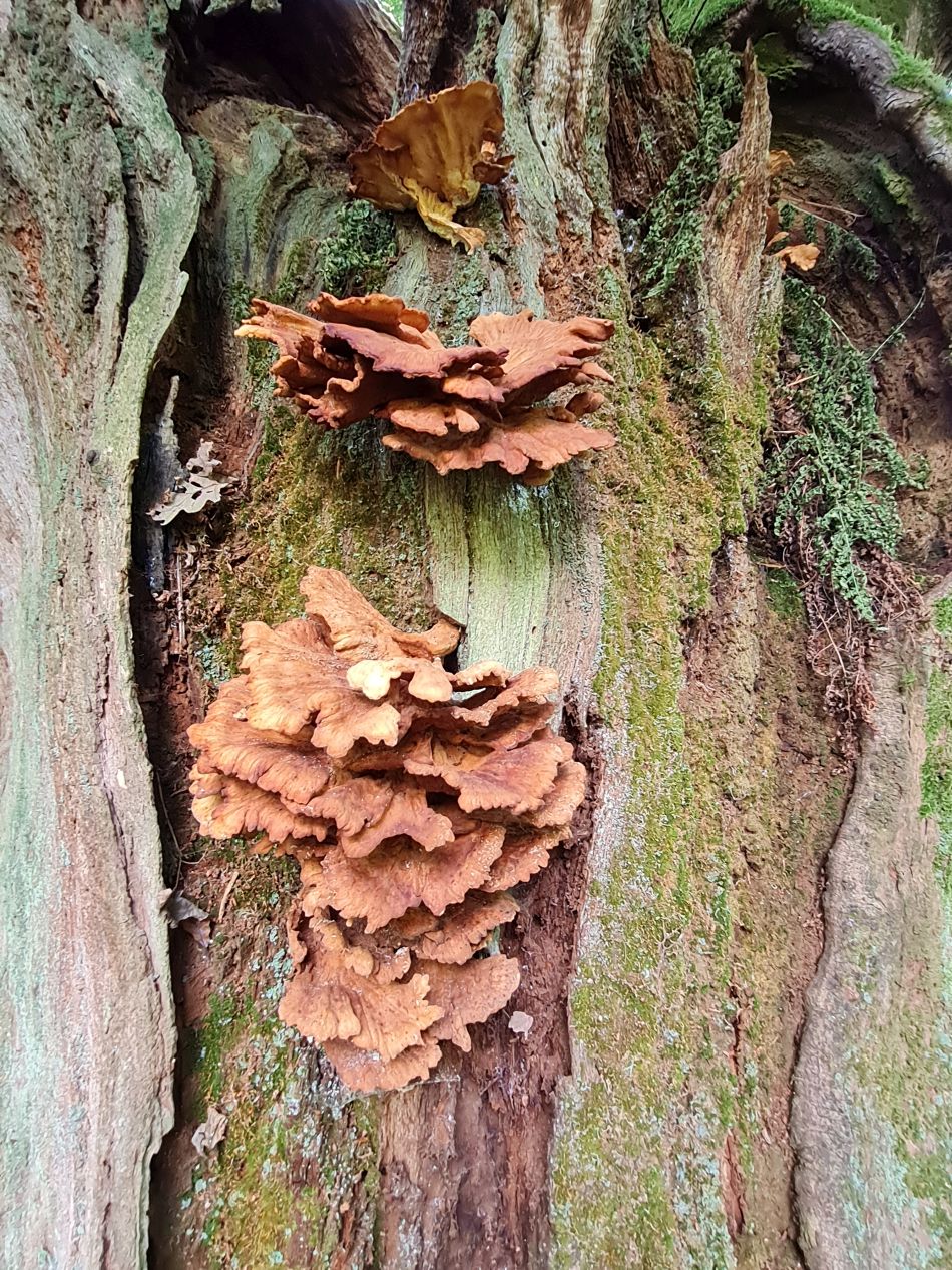 2022-09-23 19 Savernake Forest.jpg